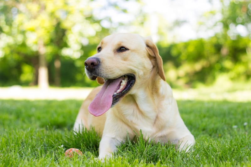 How to Cool Down a Dog Dog Overheating Symptoms and What to Do
